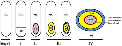 Clostridioides difficile Biology: Sporulation, Germination, and Corresponding Therapies for C. difficile Infection